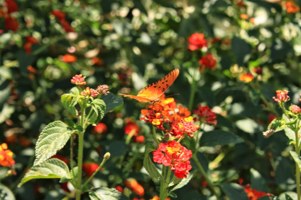 Lantana1