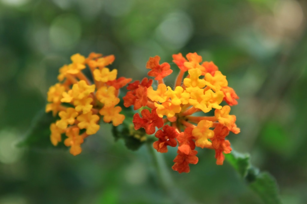 Lantana2