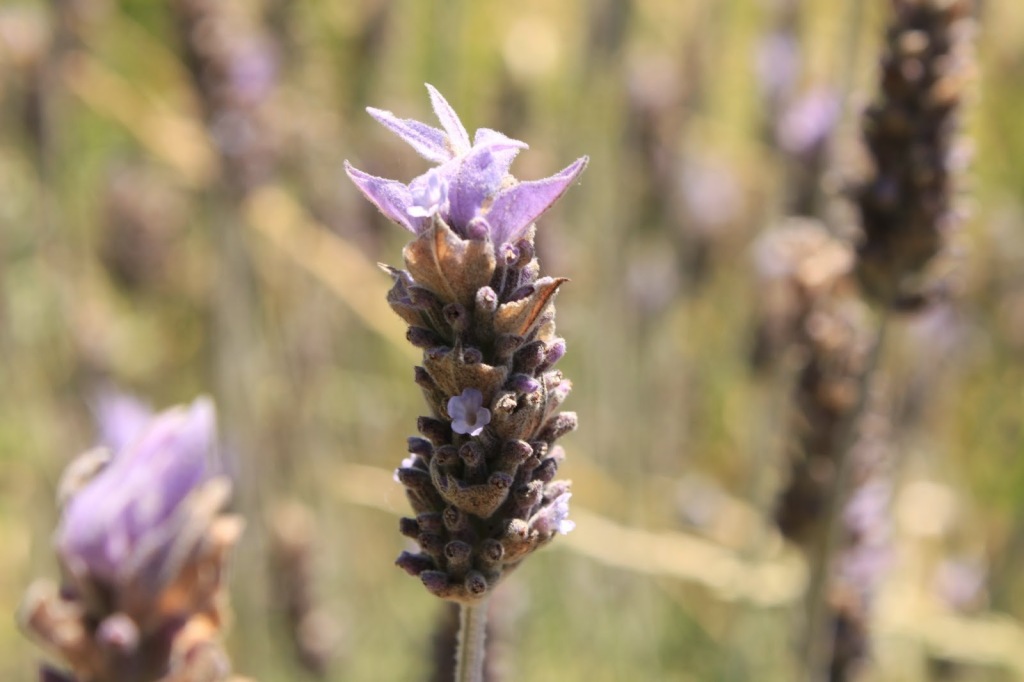 Lavanda1